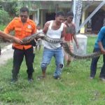 Warga Alang-alang Caruban Jombang Geger, Ular Raksasa Muncul di Depan Rumah