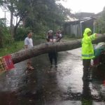 Angin Kencang Terjang Tulungagung, Sejumlah Pohon Tumbang di Jalan, Lima Rumah Rusak