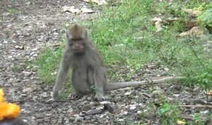 Kawanan Monyet Liar Muncul di Dekat Permukiman Bikin Resah Warga Jombang