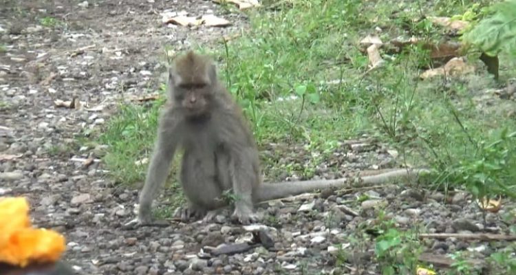 Kawanan Monyet Liar Muncul di Dekat Permukiman Bikin Resah Warga Jombang