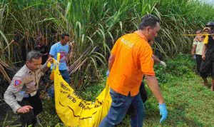 Warga Kediri Ditemukan Tergeletak Tanpa Celana Dalam di Lahan Tebu Jombang, Nahas