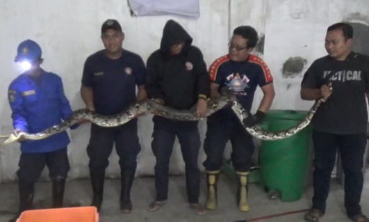 Pertarungan Sengit Personel Damkar dengan Ular Raksasa di Jombang