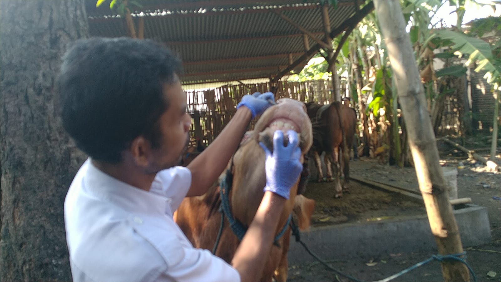 Pemeriksaan Hewan Kurban di Kota Kediri Diintensifkan