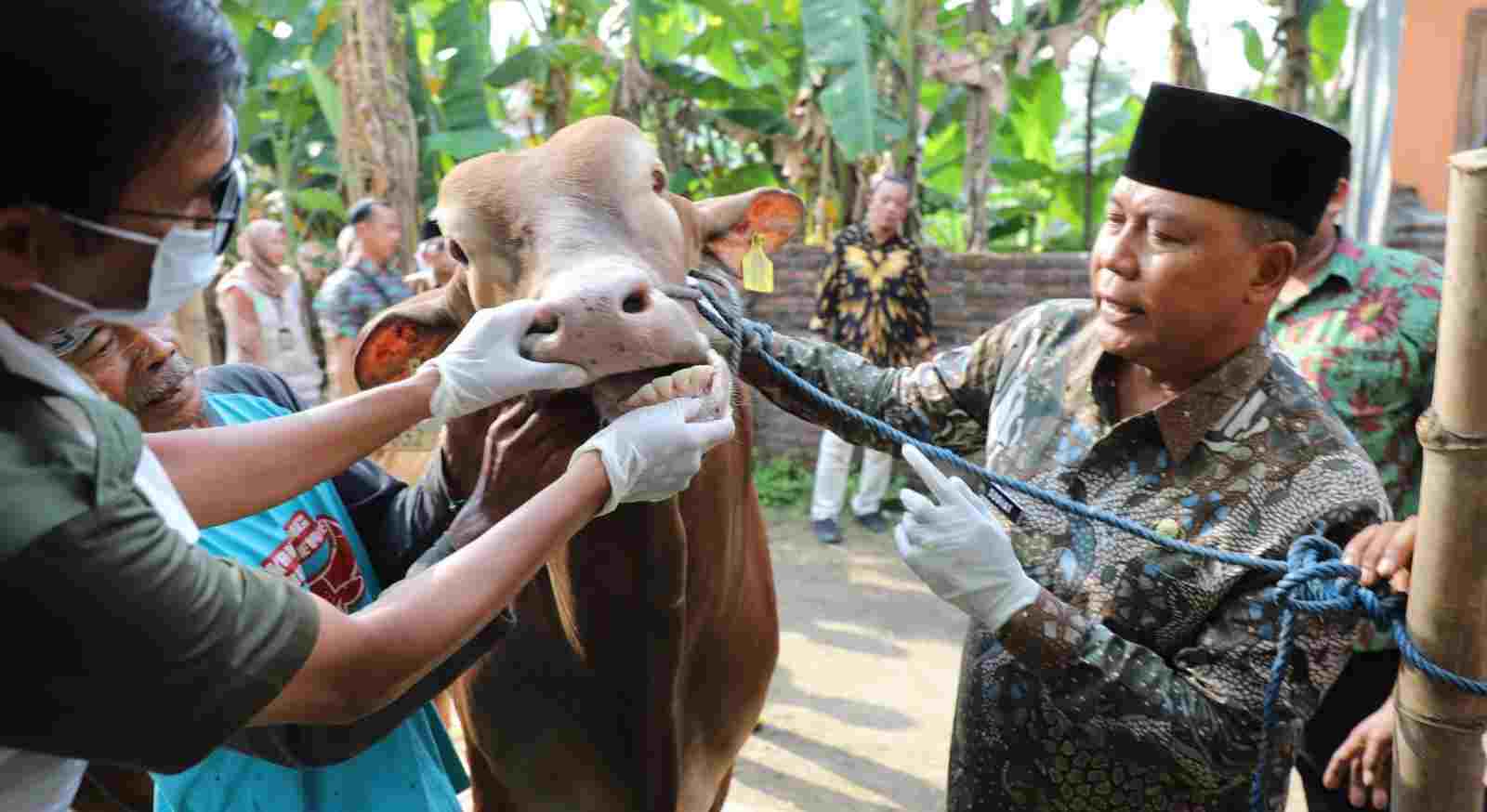 Hewan Kurban Masuk Jombang Dikarantina dan Diperiksa Kesehatannya, Terkontrol!