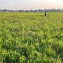 Kabar Baik, Bulog Kediri Siap Membeli Gabah dan Beras Petani Sesuai HPP