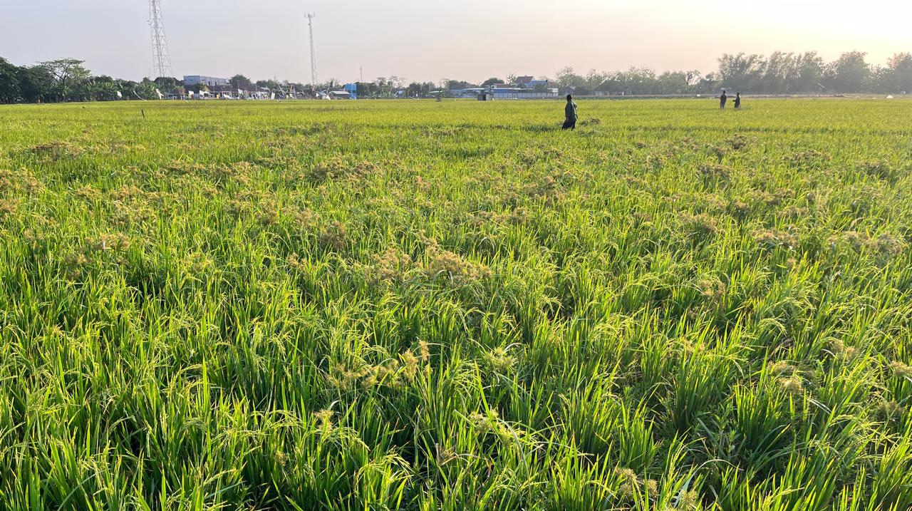 Kabar Baik, Bulog Kediri Siap Membeli Gabah dan Beras Petani Sesuai HPP