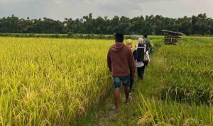 Serapan Gabah Bulog Cabang Kediri Capai 137,21 Persen dari Target