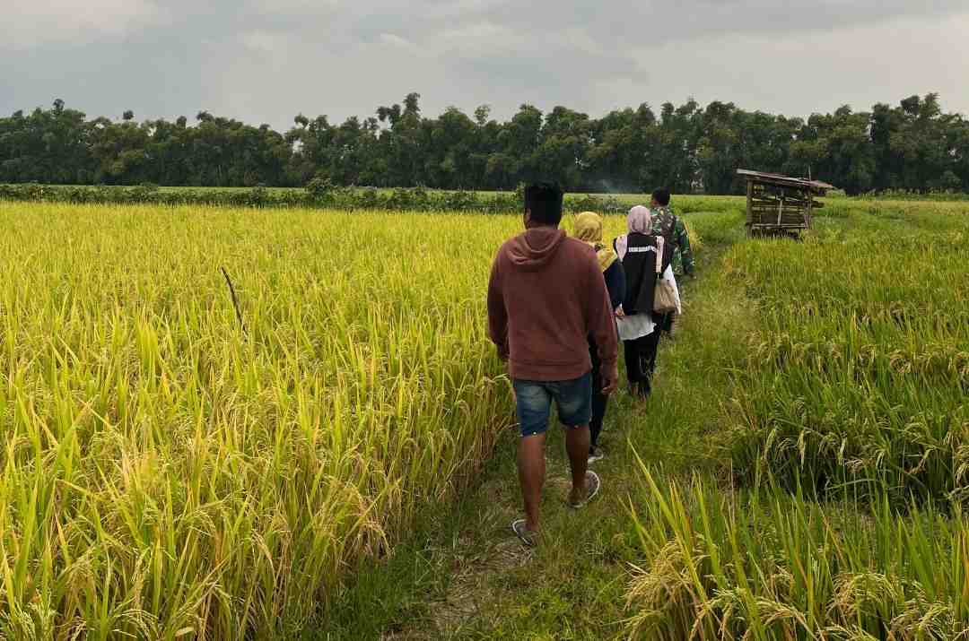 Serapan Gabah Bulog Cabang Kediri Capai 137,21 Persen dari Target