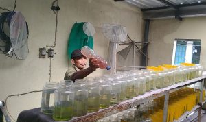 Cuaca Ekstrem, Petani Ikan Cupang di Kediri Rugi Belasan Juta Rupiah Per Bulan