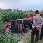 Disalip Mobil Boks, Truk Muatan Kayu Terjun Sawah di Jombang, Begini Penampakannya