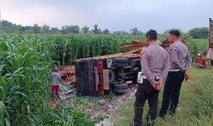Disalip Mobil Boks, Truk Muatan Kayu Terjun Sawah di Jombang, Begini Penampakannya