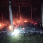 10.500 Anak Ekor Ayam di Jombang Terbakar Bersama Kandang, Pemilik Rugi Rp600 Juta