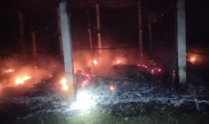 10.500 Anak Ekor Ayam di Jombang Terbakar Bersama Kandang, Pemilik Rugi Rp600 Juta
