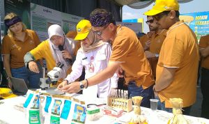 Panen Maksimal, Benih Jagung Tahan Musim Kemarau Diluncurkan di Kediri
