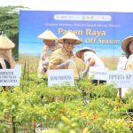 Panen raya BI kediri Panen Raya Cabai Organik di Kediri, Kendalikan Inflasi Pangan