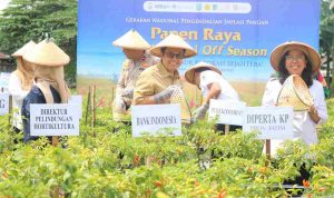 Panen raya BI kediri Panen Raya Cabai Organik di Kediri, Kendalikan Inflasi Pangan