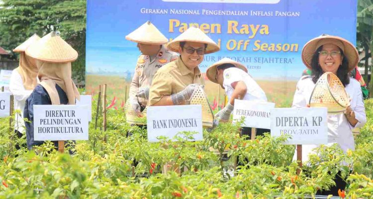 Panen raya BI kediri Panen Raya Cabai Organik di Kediri, Kendalikan Inflasi Pangan