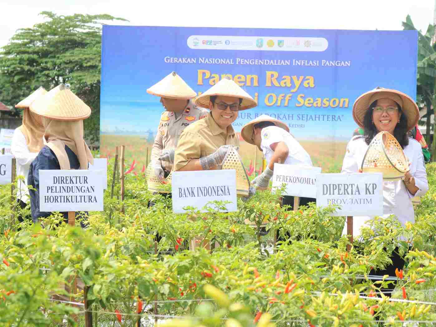 Panen Raya Cabai Organik di Kediri, Kendalikan Inflasi Pangan