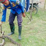 Ular Piton Lima Ekor Ayam Milik Warga di Jombang Dimangsa Ular Piton