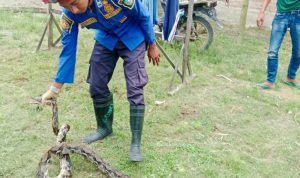 Ular Piton Lima Ekor Ayam Milik Warga di Jombang Dimangsa Ular Piton