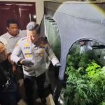 Ganja hidroponik Tanaman Ganja Hidroponik di Kontrakan Jombang Pernah Dipanen, Dijual Harga Segini