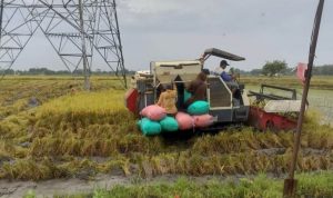 Memasuki Panen Raya 2026, Petani di Kediri Diimbau Tidak Buru-buru Memanen Padi