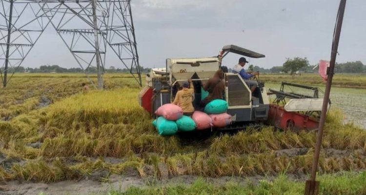 Panen raya kediri Memasuki Panen Raya 2026, Petani di Kediri Diimbau Tidak Buru-buru Memanen Padi