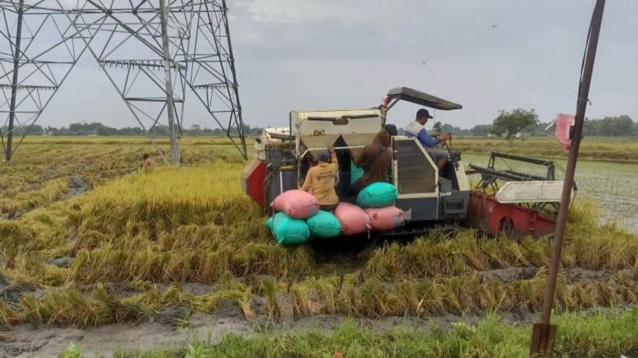 Memasuki Panen Raya 2026, Petani di Kediri Diimbau Tidak Buru-buru Memanen Padi