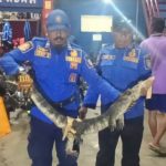 Heboh Biawak Besar Masuk Rumah Warga di Jombang, Evakuasi Dramatis