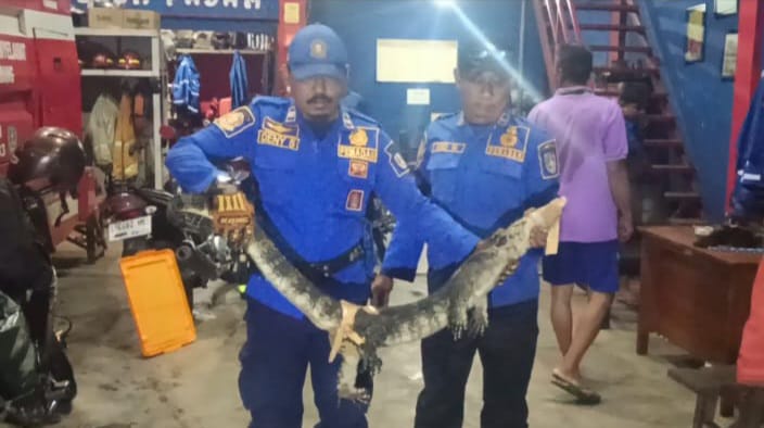 Heboh Biawak Besar Masuk Rumah Warga di Jombang, Evakuasi Dramatis