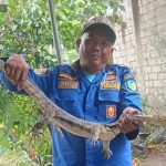 Heboh Biawak Masuk Plafon Dapur Warga Kediri, Damkar Turun Tangan