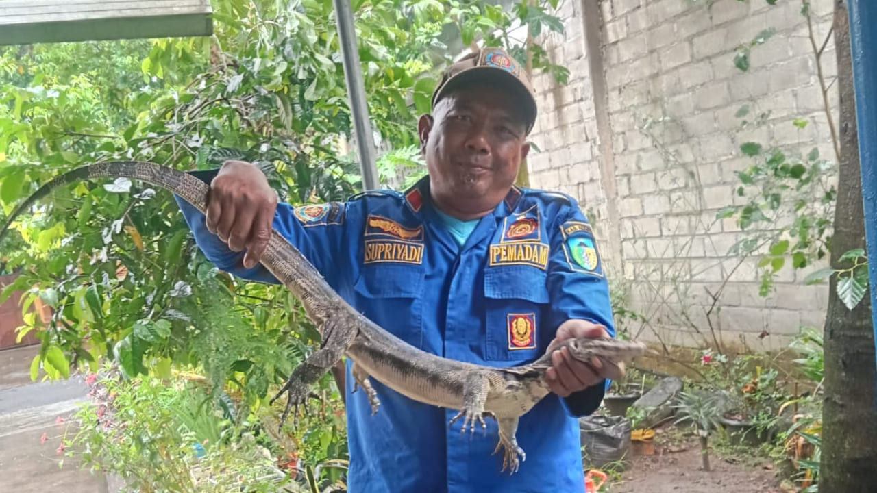 Heboh Biawak Masuk Plafon Dapur Warga Kediri, Damkar Turun Tangan