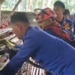 Gagal Mangsa Ayam, Ular Piton Sembunyi di Kandang Warga Jombang