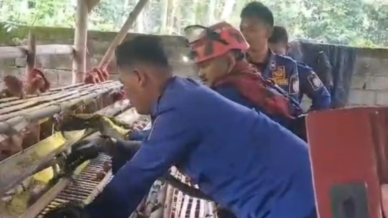 Gagal Mangsa Ayam, Ular Piton Sembunyi di Kandang Warga Jombang