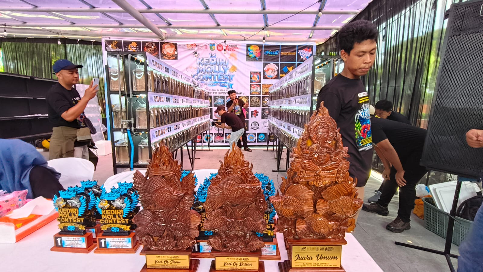 Kontes Ikan Molly Perdana di Kediri, Dongkrak Ekonomi dan Libatkan Peserta Nasional