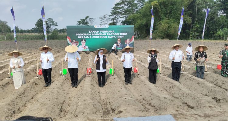 Bongkar Ratoon Bongkar Ratoon di Kediri Serentak di 11 Daerah, Khofifah Optimistis Jatim Swasembada Gula