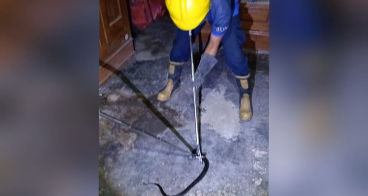 Ular Cobra Bikin Heboh Penghuni Rumah Warga Kediri, Damkar Evakuasi Teknik Khusus