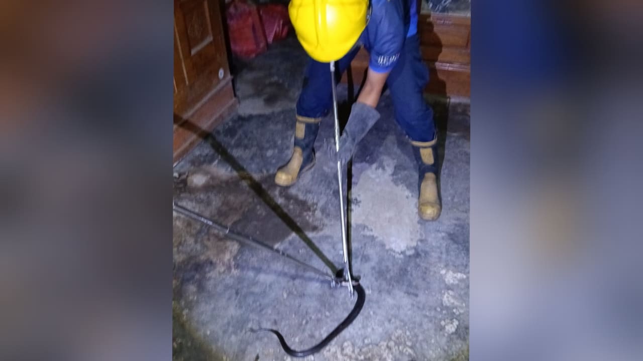 Ular Cobra Bikin Heboh Penghuni Rumah Warga Kediri, Damkar Evakuasi Teknik Khusus