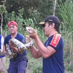 Evakuasi piton 6 meter Ular Piton 6 Meter Muncul di Kebun Warga Gurah Kediri