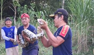 Ular Piton 6 Meter Muncul di Kebun Warga Gurah Kediri