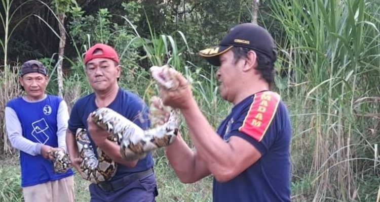 Ular Piton 6 Meter Muncul di Kebun Warga Gurah Kediri
