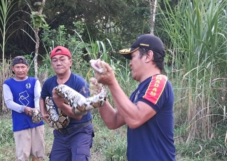 Ular Piton 6 Meter Muncul di Kebun Warga Gurah Kediri