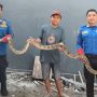 Sehari, 2 Ular Besar Dievakuasi Petugas dari Permukiman Warga Kediri