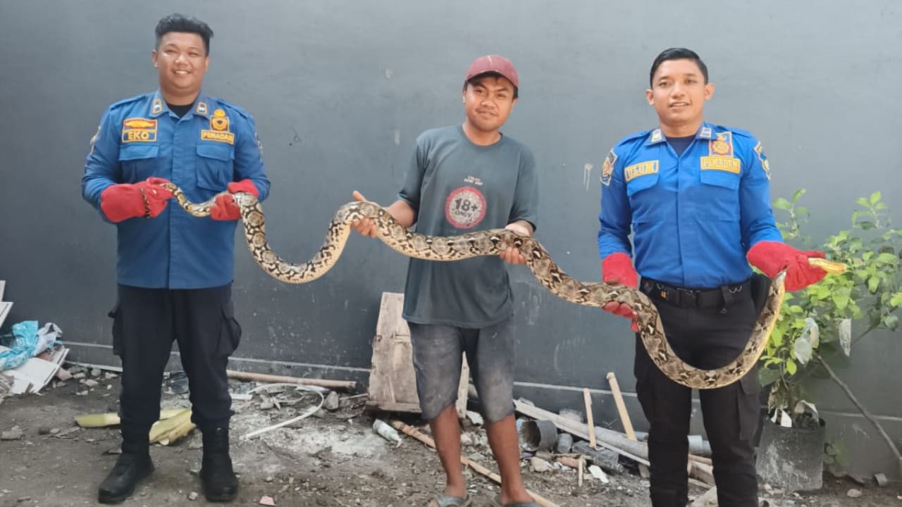 Sehari, 2 Ular Besar Dievakuasi Petugas dari Permukiman Warga Kediri