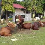Iduladha 2026, Polres Jombang Berkurban 39 Ekor Hewan Kurban, Disalurkan Usai Salat Ied