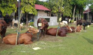 Iduladha 2026, Polres Jombang Berkurban 39 Ekor Hewan Kurban, Disalurkan Usai Salat Ied