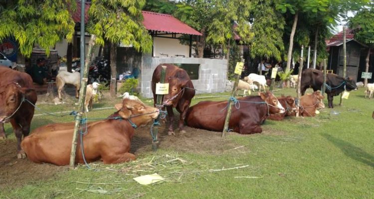 Hewan kurban Polres Jombang Iduladha 2026, Polres Jombang Berkurban 39 Ekor Hewan Kurban, Disalurkan Usai Salat Ied