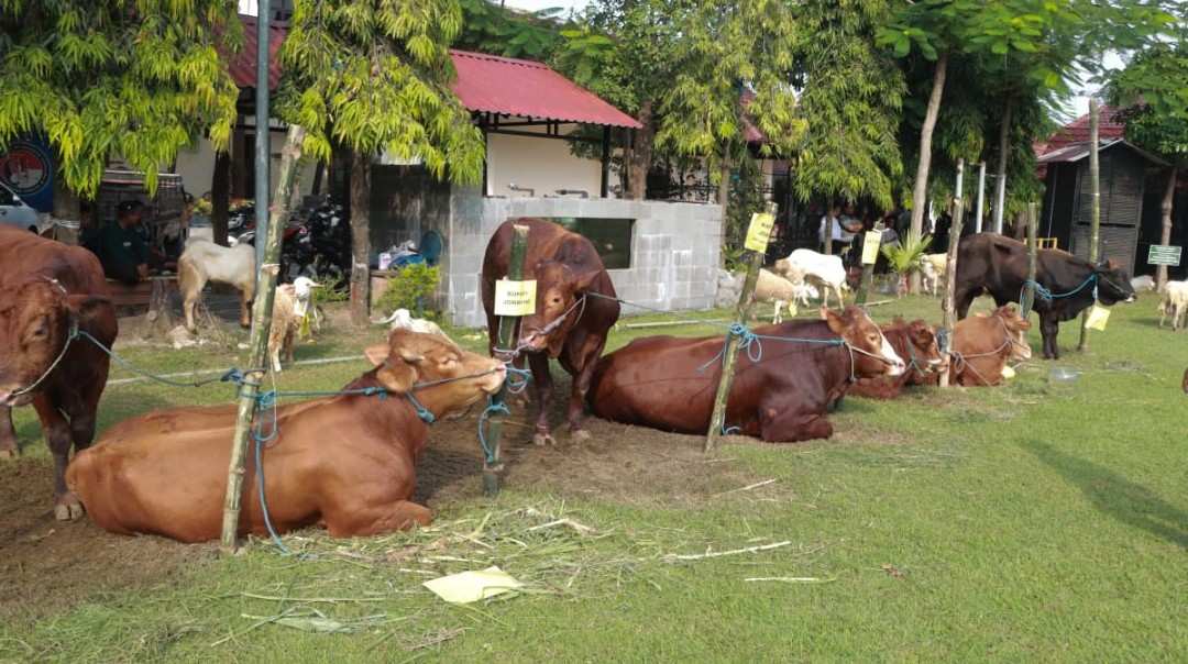 Iduladha 2026, Polres Jombang Berkurban 39 Ekor Hewan Kurban, Disalurkan Usai Salat Ied