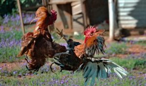 6 Desa di Kediri Diduga Tempat Judi Sabung Ayam Diadukan ke Polisi