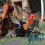 6 Desa di Kediri Diduga Tempat Judi Sabung Ayam Diadukan ke Polisi